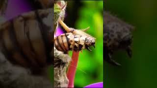 Wild Life DOCUMENTARY Metamorphosis [upl. by Sink]