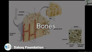 Bones Biology Lecture  Sabaqpk [upl. by Vidovic]