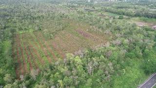 Calophyllum inophyllum Nyamplung CIFOR Central Kalimantan Oct 2022 POI View Drone [upl. by Margreta465]