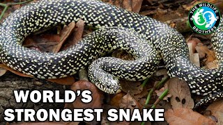 The Insane Biology of The Kingsnake ft LifesWildAdventures [upl. by Nalym]