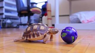 angus the baby sulcata tortoise eating a treat [upl. by Levy]