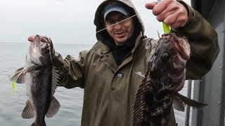 Oregon Coast Rockfish amp Lingcod [upl. by Brear415]