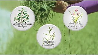 Dhanuka Agritech Ltd Indias No1 Paddy Herbicide  Dhanuka Chempa  Telugu [upl. by Naltiac]