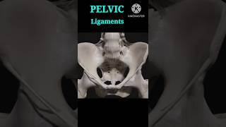 Pelvis Ligaments anatomy medical shorts [upl. by Ervin]