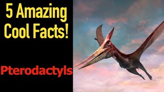 5 Fascinating Facts About Pterodactyls [upl. by Aisirtap]