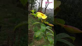 অলকানন্দাAllamanda catharticaFamilyApocynaceae plants gardening botany lifecraftiqbal [upl. by Trimble]