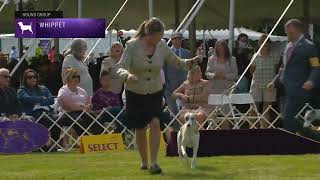 Whippets  Breed Judging 2022 [upl. by Broddy]