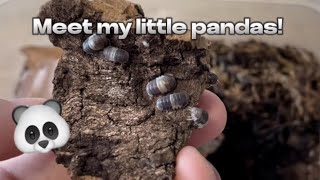 New Isopod species Cubaris sp Panda king isopods 🐼 [upl. by Banerjee521]