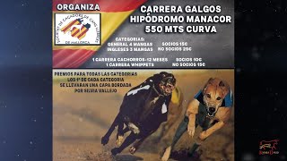 Carrera de galgos hipódromo Manacor 550m curva 19 Octubre 2024 [upl. by Aiuqat158]