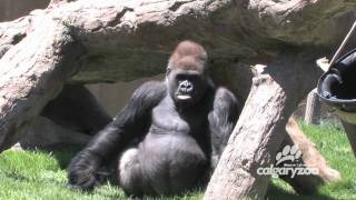 Calgary Zoo  Gorillas  BizBOXTV  Funny animal video videos [upl. by Ellehsad]