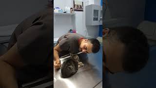 Veterinerimiz💗İyi ki varsınız Altınpatiler veteriner veteran melody viral viralkitty cute [upl. by Green335]