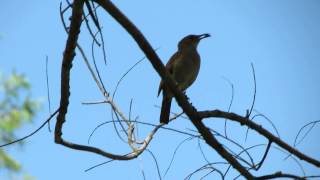 Hornero canta con presa en la boca  Canto aves del Litoral Rio Parana [upl. by Losiram]