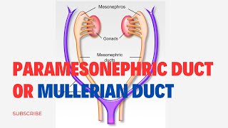 Paramesonephric Duct Or Mullerian Duct Simplified  Embryology [upl. by Rustin]