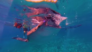 Swimming with Whale Sharks in Oslob Cebu [upl. by Naryk]