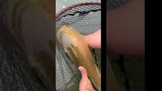 Friend Hooks a Monster Rainbow Trout – You Won’t Believe the Sizequottrout newmexico trucha [upl. by Sivert]