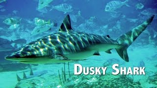 Diving with Dusky Sharks [upl. by Miguel]