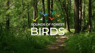 Unwind in Natures Embrace Spring Forest Sounds for Relaxation Nature Therapy [upl. by Lacefield535]