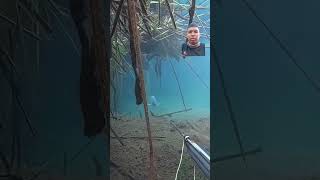 Spearfishing fishing spearfishinglife fish spearfishingworld spearfish underwater spearolife [upl. by Vanya98]