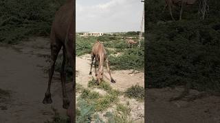 A herd of camels is chewing on a camel tree in the desert animals naturelovers desertlifestyle [upl. by Enair]