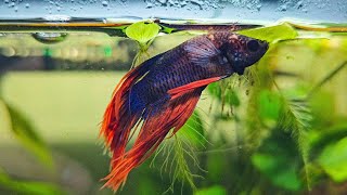 How I treated ICH on my Betta Fish [upl. by Oisor332]