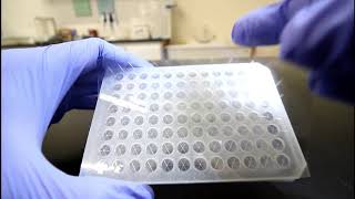 How to use Microplate Sealing Film [upl. by Pax]