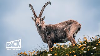 The Return of the Ibex  Back from the Brink [upl. by Lesna]