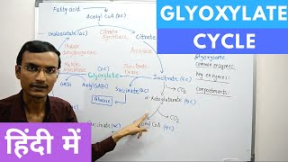 Glyoxylate Cycle in Hindi [upl. by Yeltihw]