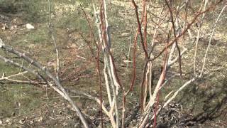 How to Prune a Blueberry Bush [upl. by Yramesor]