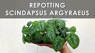 Scindapsus Pictus Argyraeus Repotting [upl. by Hudson142]