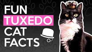 9 Interesting Facts About Tuxedo Cats  Catastic [upl. by Arrac]