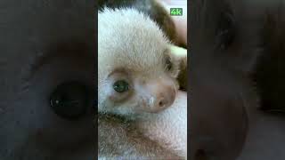 Baby Sloth Sound  Sloth Moving  Sloth Bear  Cute Sloth  Sloth Noises  Sloth [upl. by Aramas]