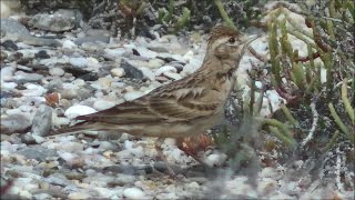 Terrera común Calandrella brachydactyla Greater Shorttoed Lark [upl. by Garrott]