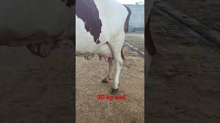 6 teeth Second lactation Aier shier Topper cow of milk capacity 30 kg with female jersey heifer [upl. by Aeli63]