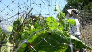 Netting Grape Vines [upl. by Dnanidref558]