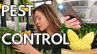 10 EASY Ways to Prevent Pests on Houseplants  Solutions for Plant Pests houseplant pests thrips [upl. by Dearborn]