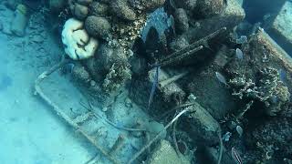 Snorkeling Isadel Park Bonaire Blue Trumpet Fish [upl. by Nama]