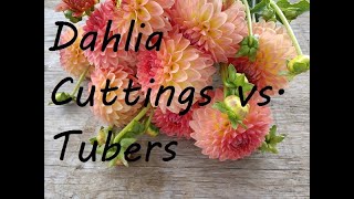 Dahlia Tubers vs Cuttings An End of Season Comparison [upl. by Minnie]