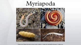 Myriapoda [upl. by Belvia]