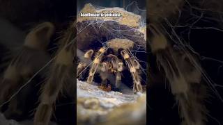 Big Tarantula feeding Acanthoscurria geniculata shorts tarantula [upl. by Oninrutas]