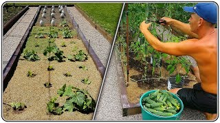 198 We grew 300 kg of cucumbers in a 7 m² bed [upl. by Blackington]