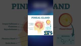 PINEAL GLAND [upl. by Adnuahsar]