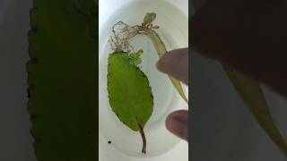 baby plants from leaf😱 🌱💚❤shortvideo plants viralvideo garden nature nature indoorplants [upl. by Bull]