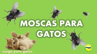 Video para Gatos  Moscas para gatos [upl. by Abisha981]