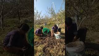 Using local cow dung manure for our growing our garlic and orchardsOrganic Farming Himalyas [upl. by Shuler]