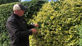 The Garden Warrior  Variegated Euonymus Japonica Reversion [upl. by Ssegrub]