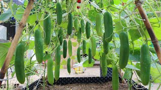 How to grow Cucumbers vertically extremely lots of fruit Growing cucumbers [upl. by Rucker]