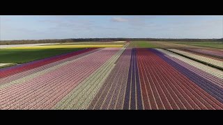 Holland Dutch Flower Fields by Drone Bollenvelden [upl. by Ycart]