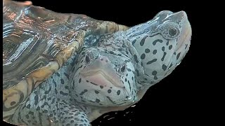 A Live Two Headed Turtle Live Stream [upl. by Nolyk]