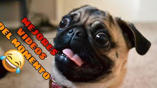 🤣 Animales Momentos más Divertidos del Año 🐶🐱 Videos de Risa de Mascotas [upl. by Itsa797]