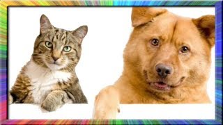 Gatos Chistosos  Perros Chistosos  Videos Graciosos 4 [upl. by Namaan]